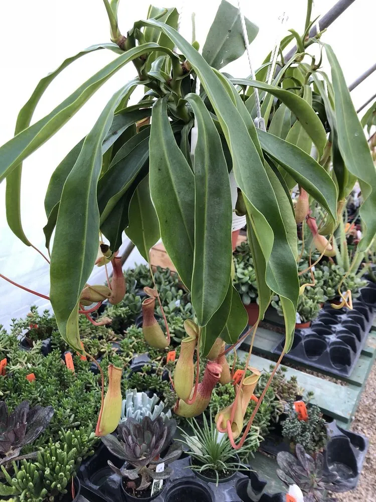 Reliable lawn mowing service for homes in Akron, OH by Graf's Garden Shop, Landscape & Farm Market