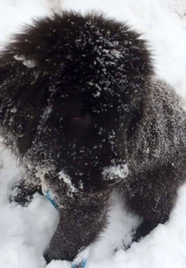 Professional residential landscaping in Sewickley, PA - Grago Lawn Care