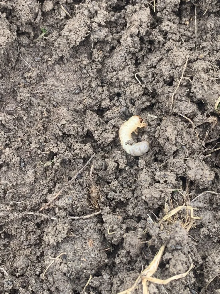 Local landscape installation experts serving Sewickley, PA - Grago Lawn Care