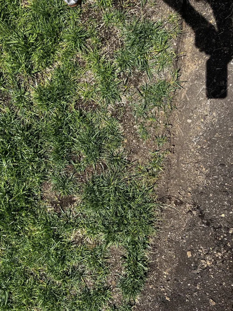 Trusted yard cleanup service in Eugene, OR - Graham Landscape and Design