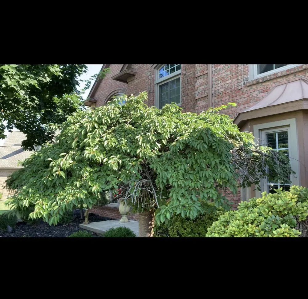 Expert outdoor landscaping in Detroit, MI by Graham's Landscaping