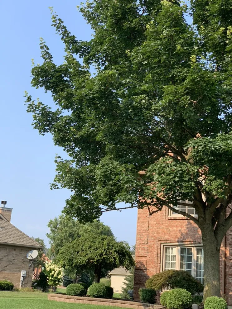 Professional yard cleanup service for year-round maintenance in Detroit, MI by Graham's Landscaping