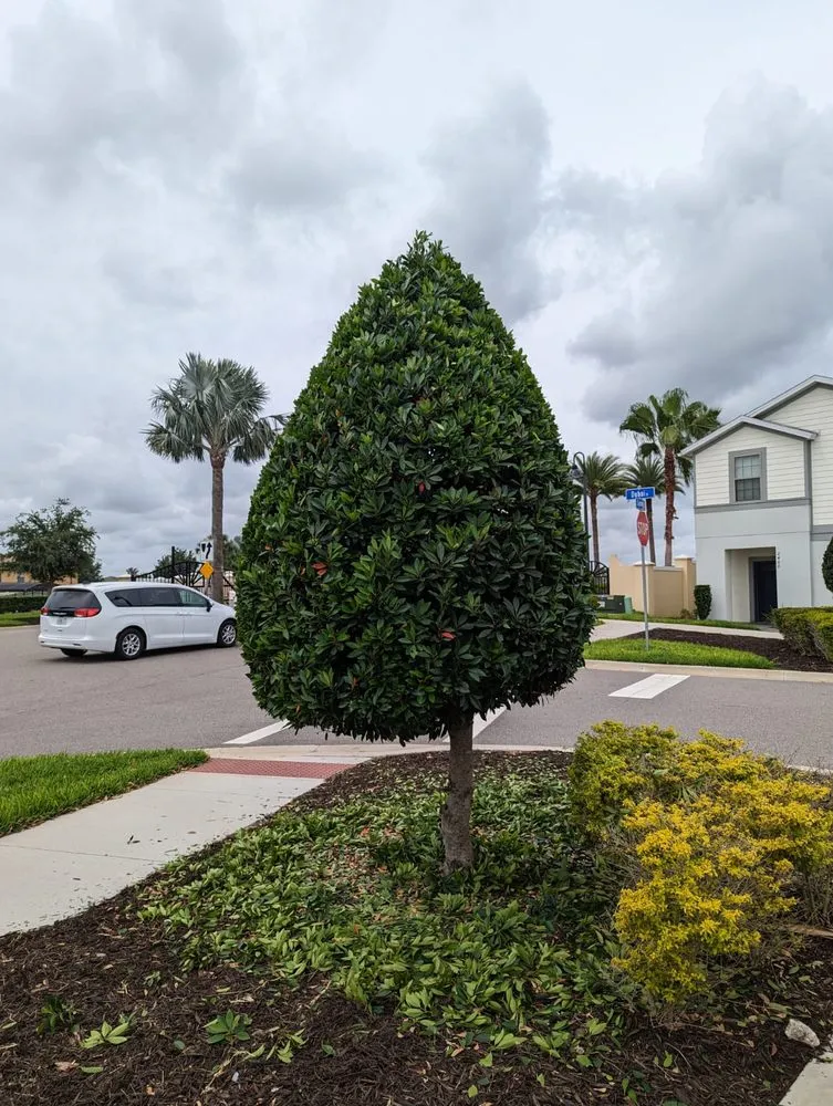 Professional landscaping services in Kissimmee, FL by Grama Fina
