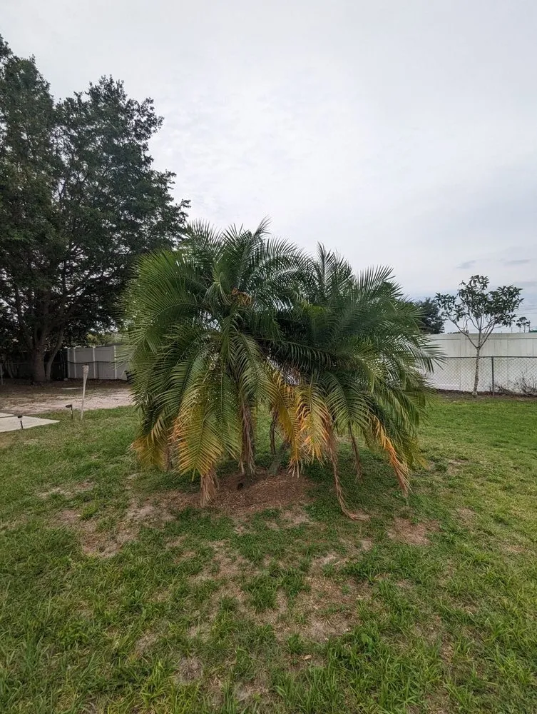 Reliable outdoor landscaping in Kissimmee, FL by Grama Fina