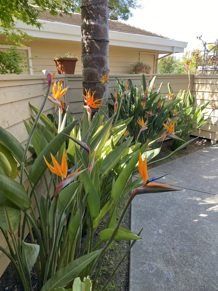 Trusted landscaping services in San Rafael, CA by Gramajo Landscaping