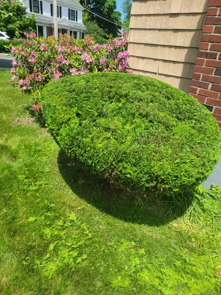Affordable yard maintenance in Waltham, MA - Gramajo Landscaping Service