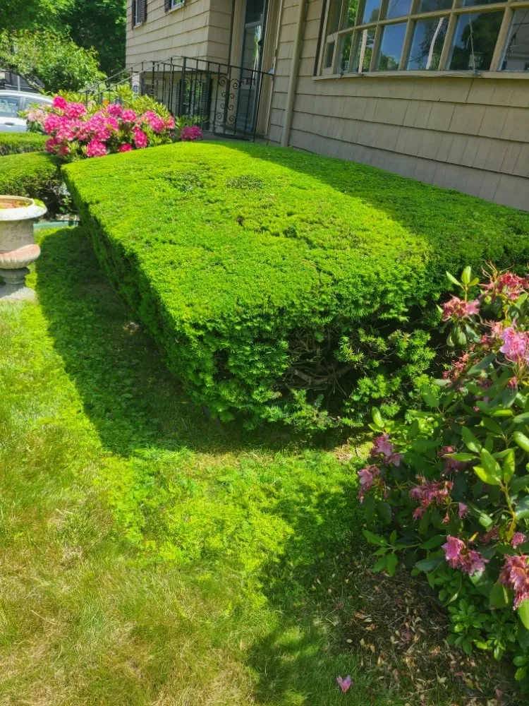 Local landscape installation with custom design in Waltham, MA by Gramajo Landscaping Service