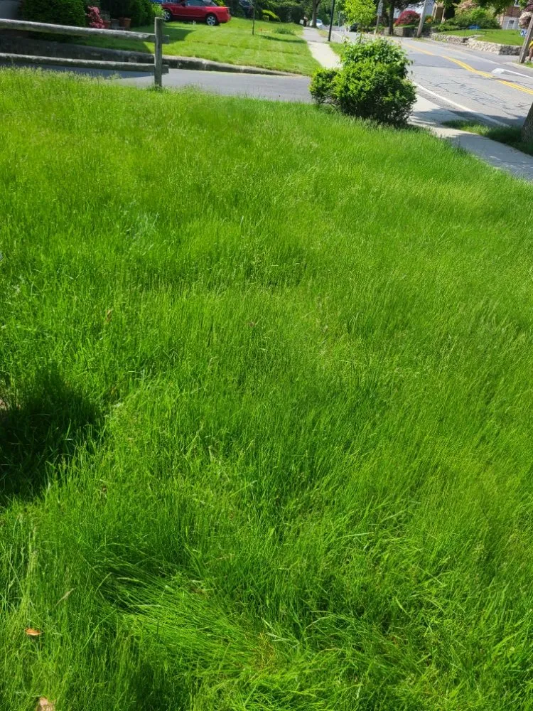 Custom landscape installation for outdoor upgrades in Waltham, MA by Gramajo Landscaping Service