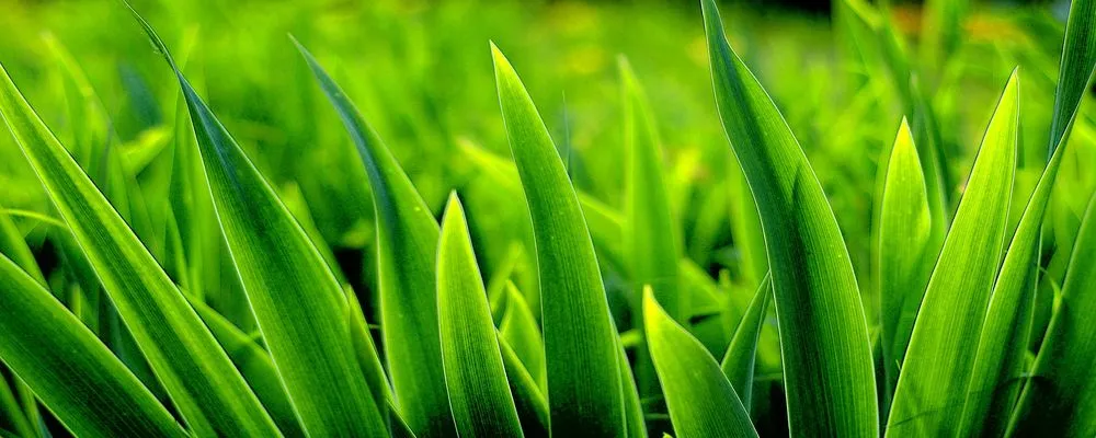 Professional yard maintenance in Olivehurst, CA by Granados Lawn Care