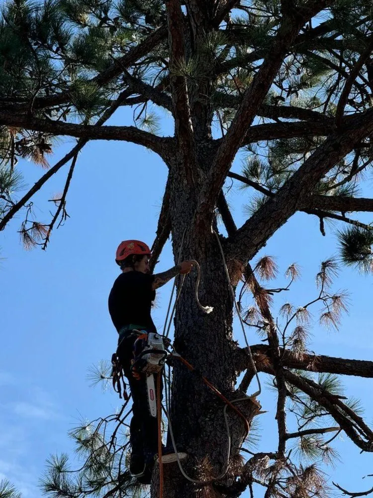 Professional lawn mowing service with custom design in Augusta, GA by Grand Magnolia