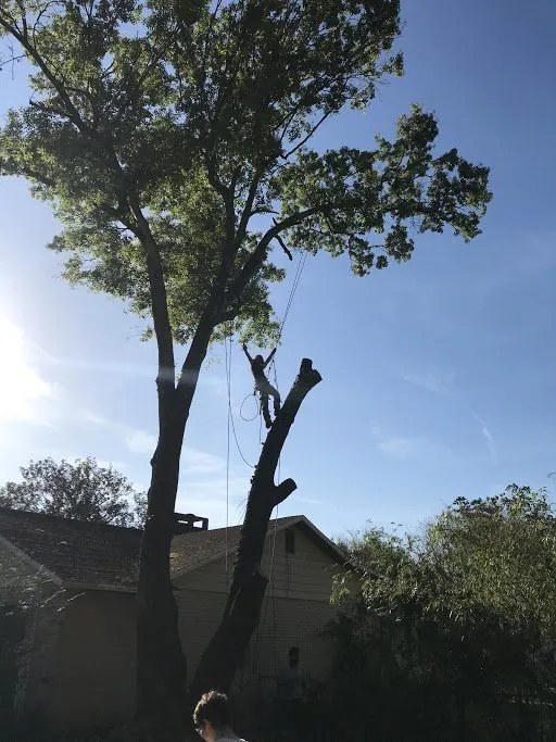 Expert lawn care service in Brandon, FL - Grand Oaks Property Maintenance