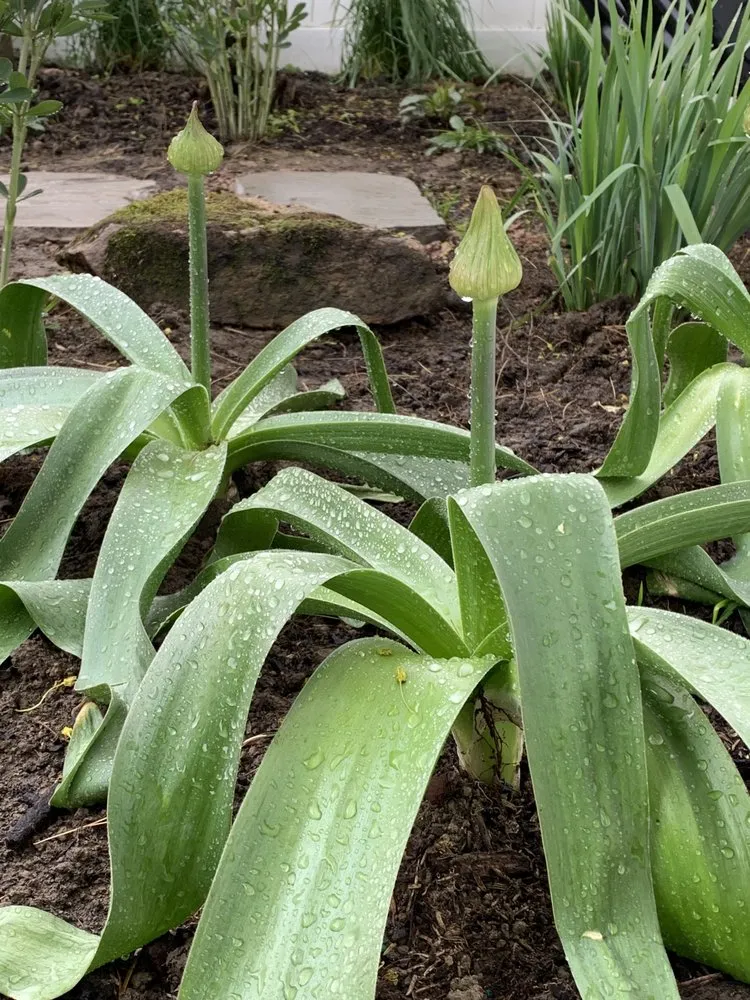 Top-rated landscape installation for year-round maintenance in Lake Mohegan, NY by Grand Plans Landscape Design