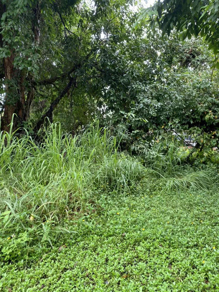 Expert yard cleanup service with custom design in Saint James City, FL by Grand Slam Lawn Care