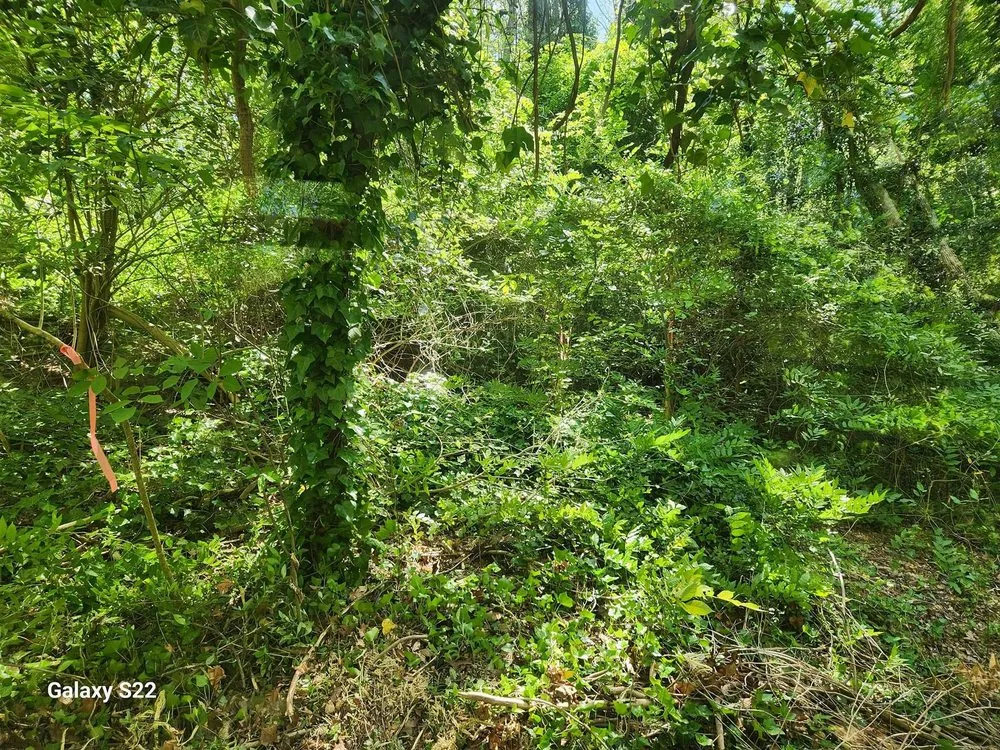 Expert landscape installation in Myrtle Beach, SC - Grand Strand Forestry Mulching & Services