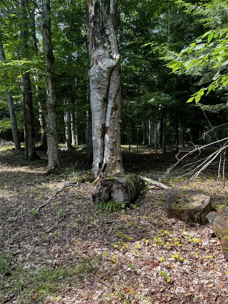 Affordable outdoor landscaping with custom design across Cadillac, MI - Grand Traverse Bay Outdoor Services