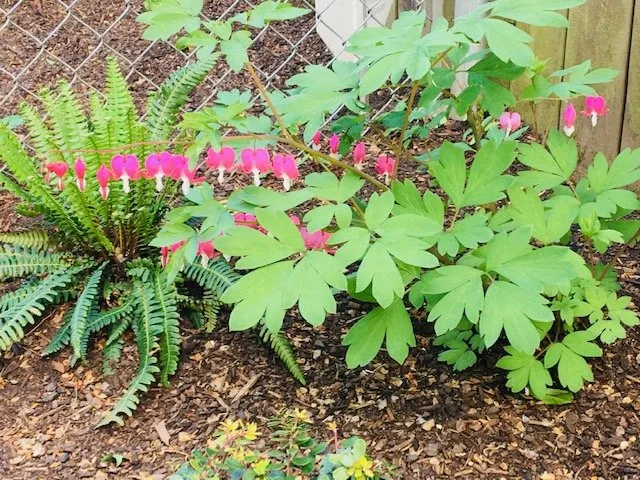 Reliable landscaping services in Vancouver, WA - Grand-View Landscape