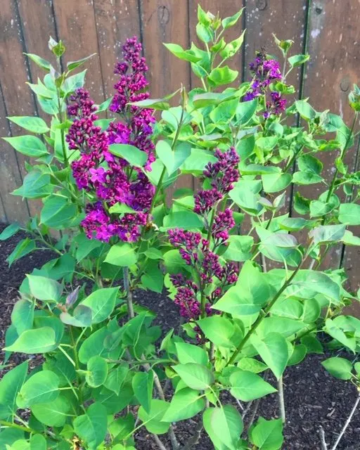 Reliable outdoor landscaping for residential properties in Vancouver, WA by Grand-View Landscape