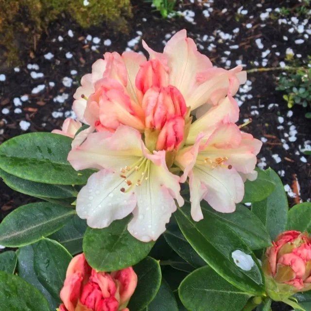 Trusted yard maintenance in Vancouver, WA - Grand-View Landscape