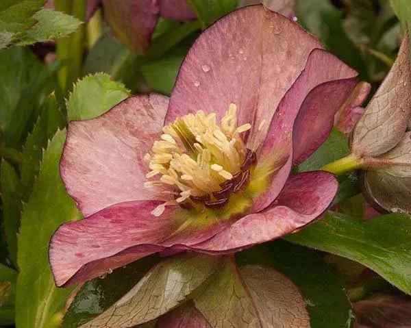 Local residential landscaping for residential properties across Banner Elk, NC - Grandfather Mountain Nursery Garden Center And Landscaping