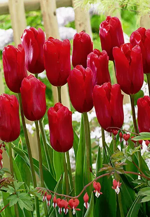 Top-rated lawn care service for outdoor upgrades in Banner Elk, NC by Grandfather Mountain Nursery Garden Center And Landscaping