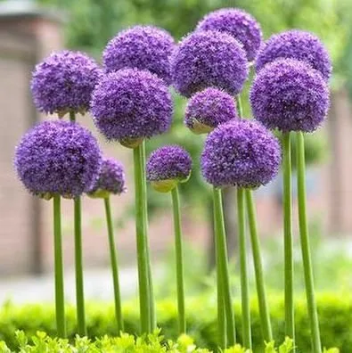 Expert yard cleanup service for homes in Banner Elk, NC by Grandfather Mountain Nursery Garden Center And Landscaping