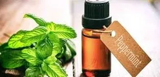 Affordable lawn care service experts serving Banner Elk, NC - Grandfather Mountain Nursery Garden Center And Landscaping