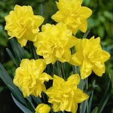 Affordable yard maintenance experts serving Banner Elk, NC - Grandfather Mountain Nursery Garden Center And Landscaping