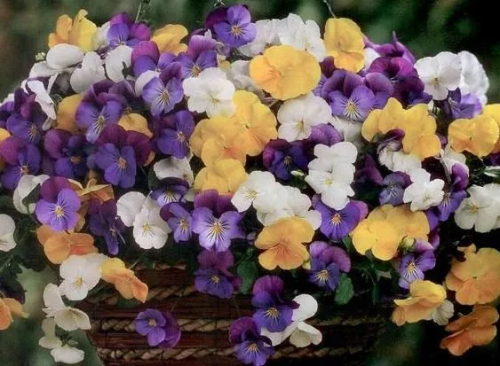 Reliable landscaping services in Banner Elk, NC by Grandfather Mountain Nursery Garden Center And Landscaping