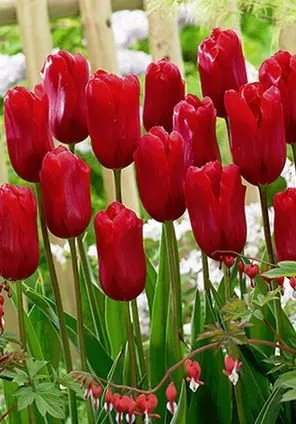 Custom landscaping services experts serving Banner Elk, NC - Grandfather Mountain Nursery Garden Center And Landscaping