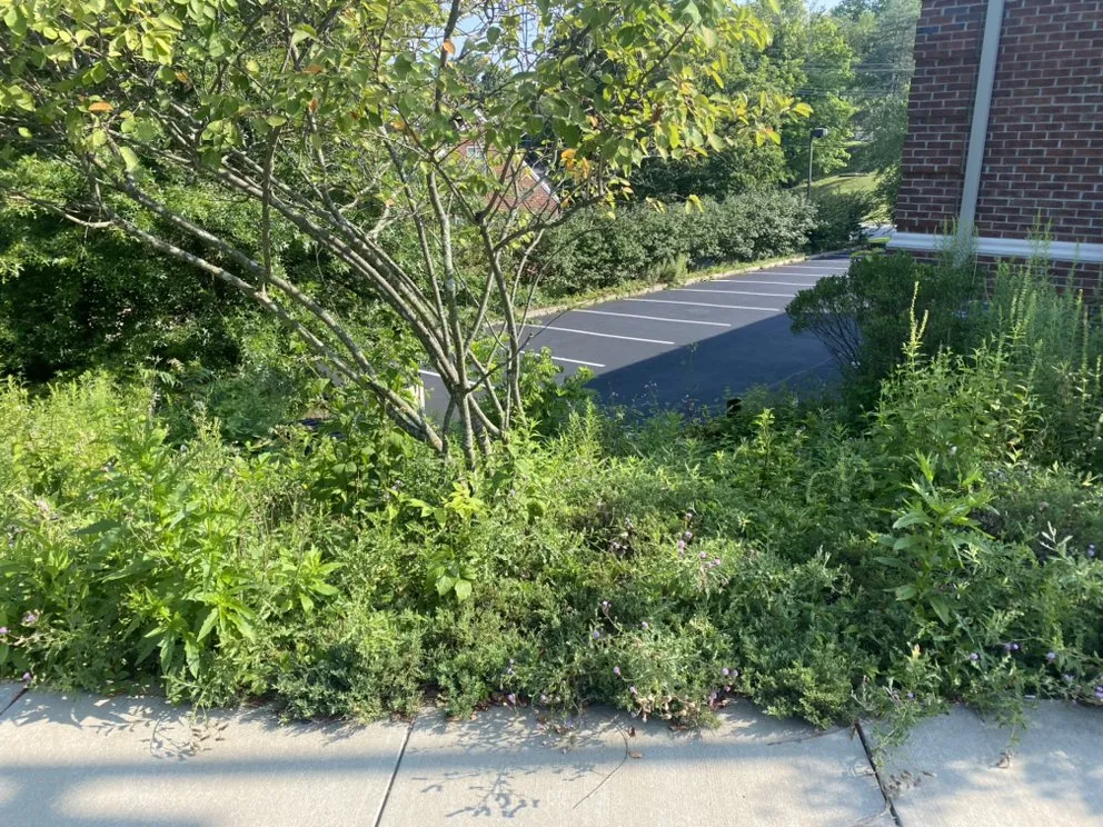 Top-rated yard cleanup service in Washington, PA - Grandmaster Lawn & Landscape