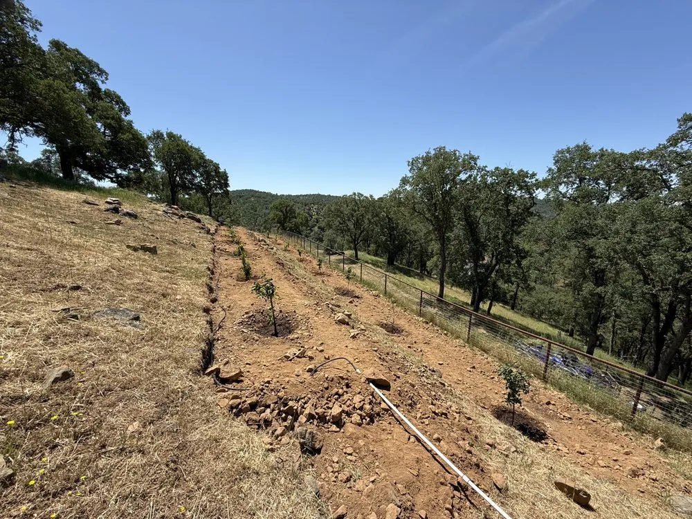 Affordable lawn mowing service experts serving Shingle Springs, CA - Grandpas Backyard