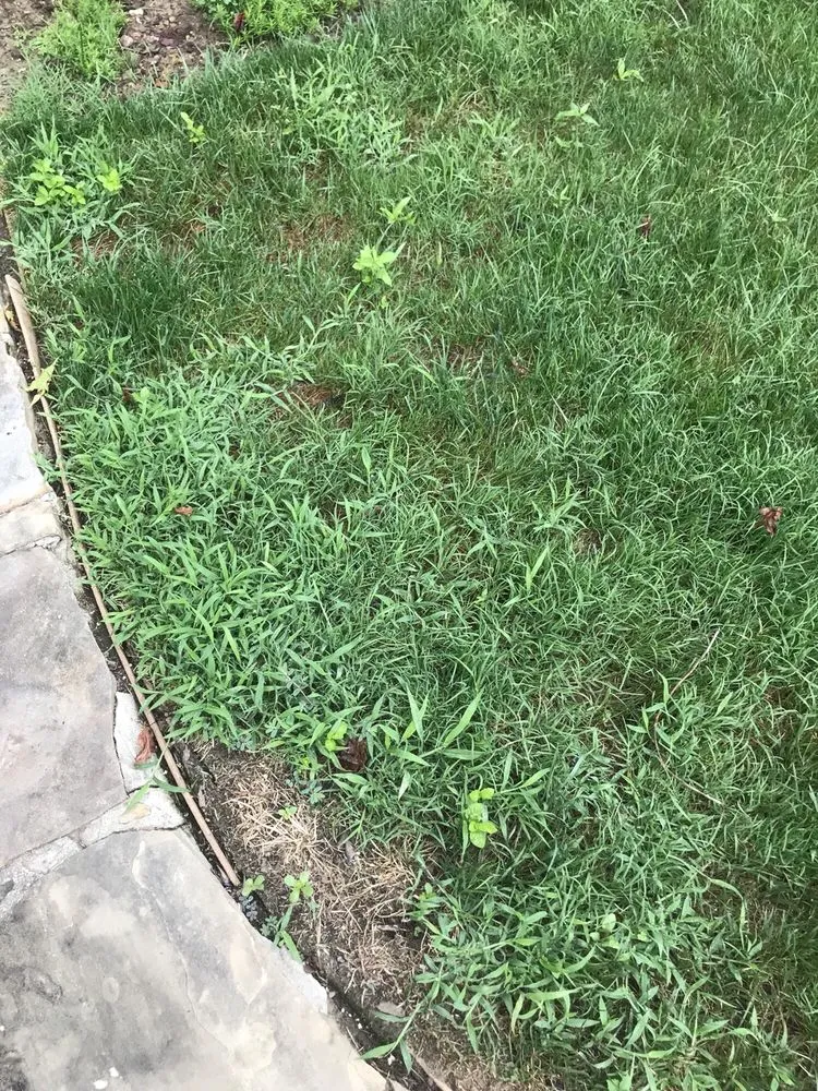 Affordable yard maintenance for homes in Archdale, NC by Grandpaw's Full Tree Service and Landscaping