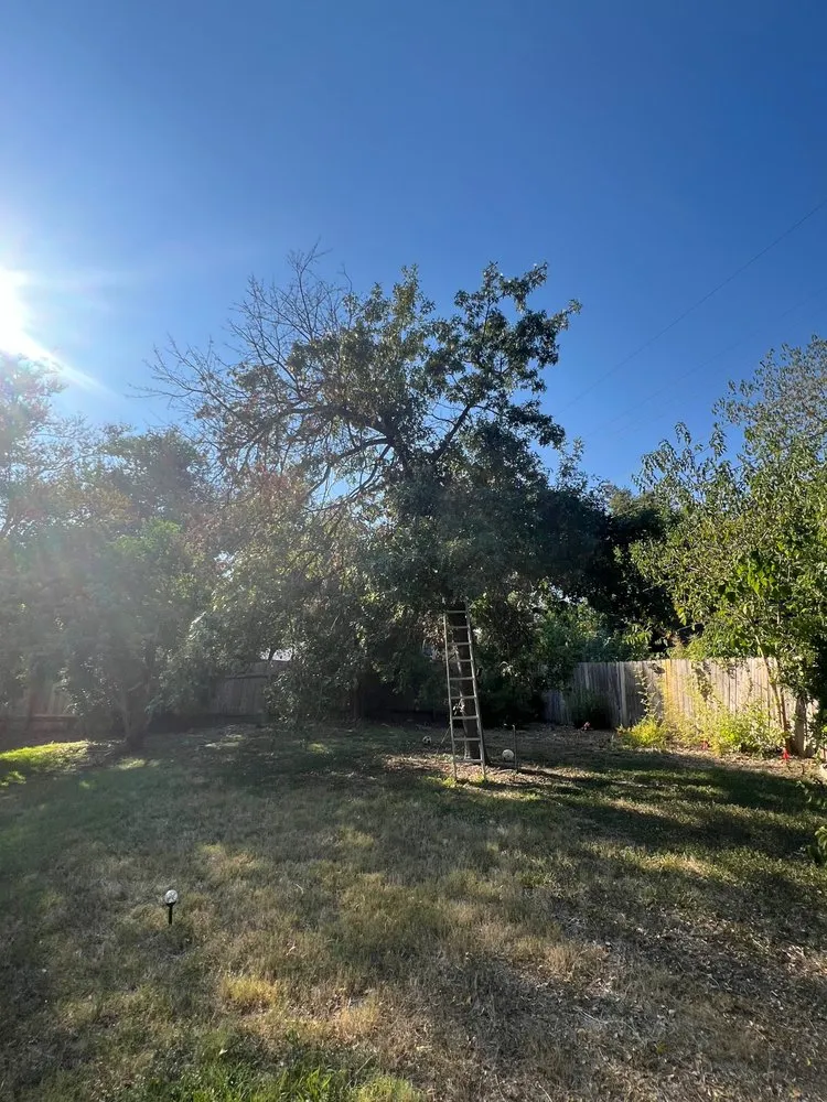 Trusted landscaping services for outdoor upgrades in Austin, TX by Grandps Landscaping