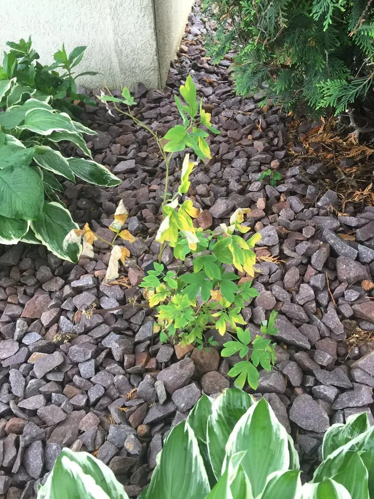 Professional garden landscaping in Saint Cloud, MN - Granite City Sod & Landscape