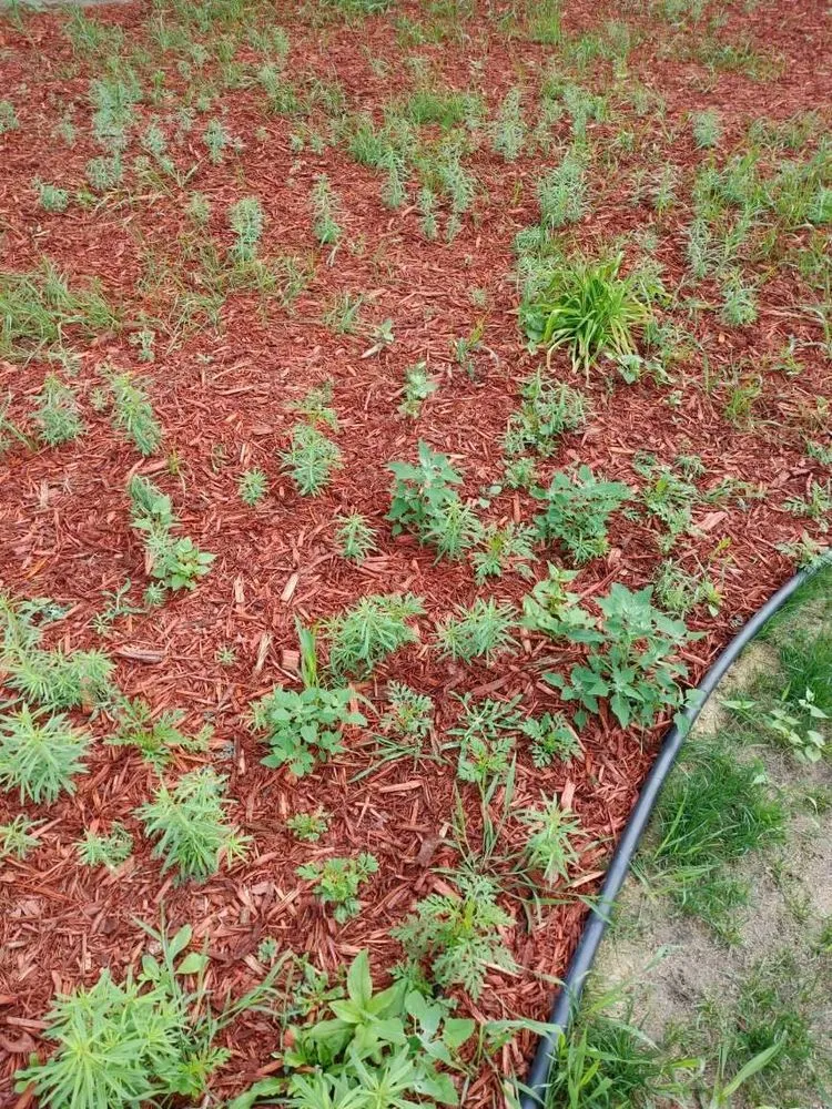 Professional landscape design experts serving Saint Cloud, MN - Granite City Sod & Landscape