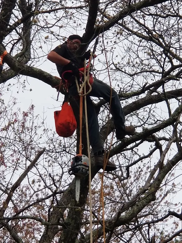 Top-rated yard cleanup service for year-round maintenance in East Hampstead, NH by Granite State Tree & Landscaping