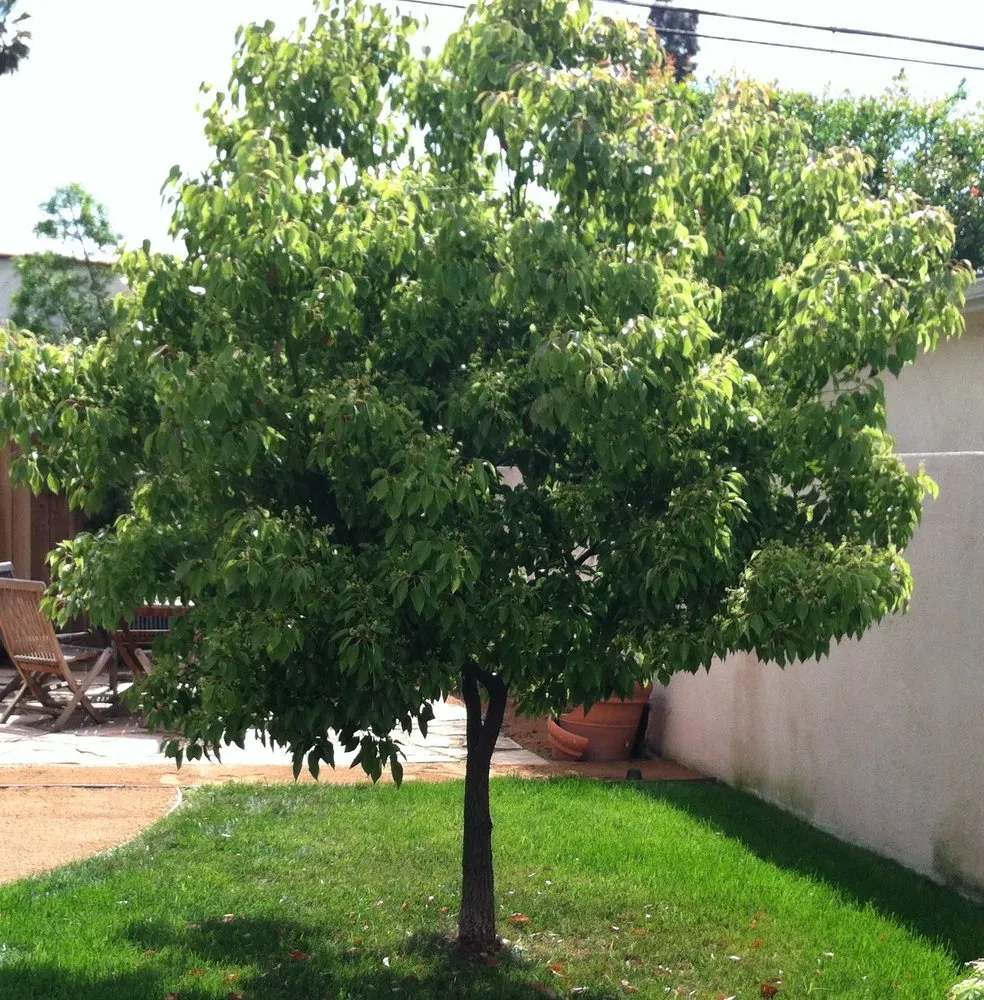 Expert lawn mowing service for outdoor upgrades in Inglewood, CA by Grannde Landscaping