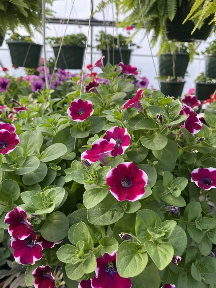 Reliable yard maintenance with custom design across Borden, IN - Granny’s Garden Center