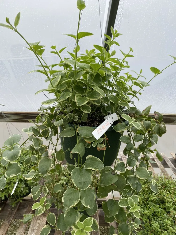 Professional garden landscaping for outdoor upgrades across Borden, IN - Granny’s Garden Center