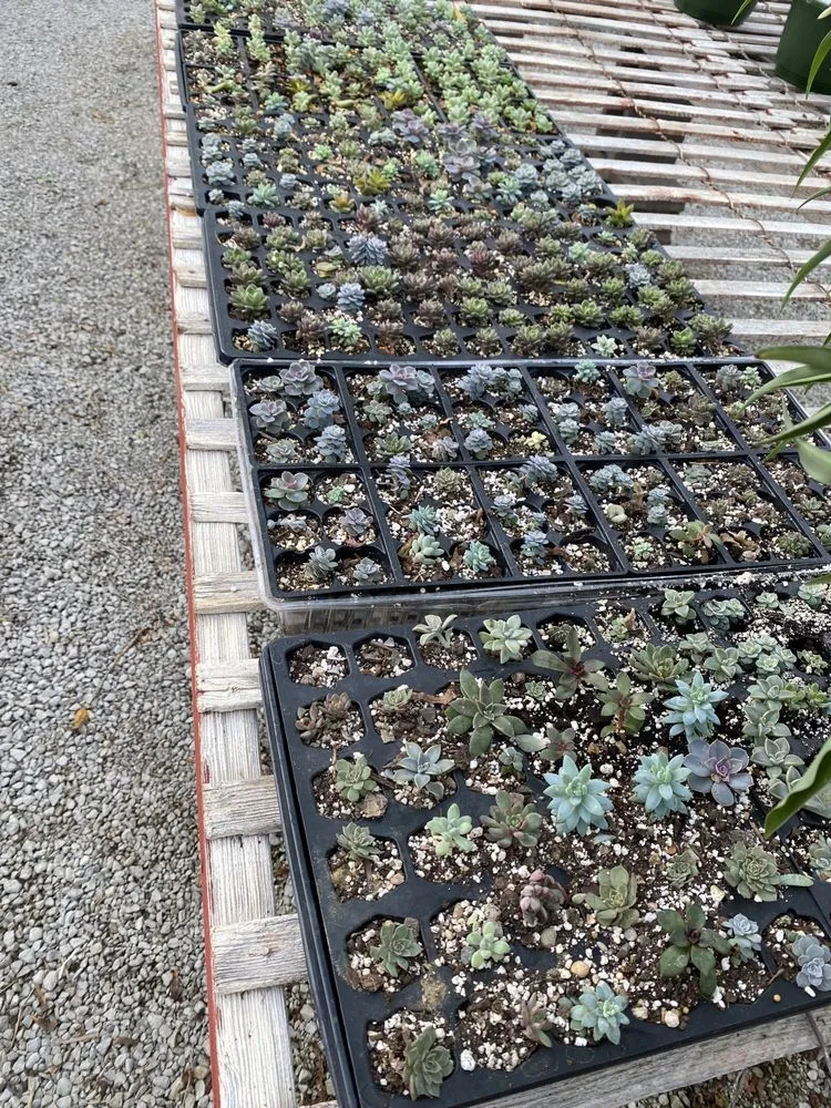 Top-rated yard maintenance in Borden, IN by Granny’s Garden Center