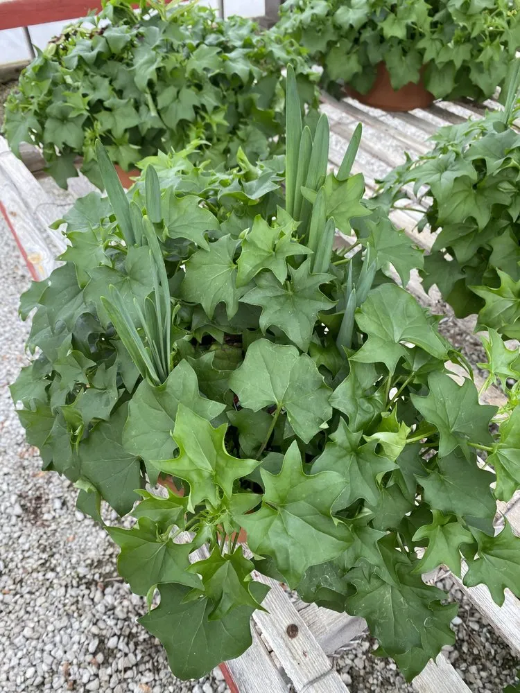 Reliable outdoor landscaping for beautiful yards across Borden, IN - Granny’s Garden Center