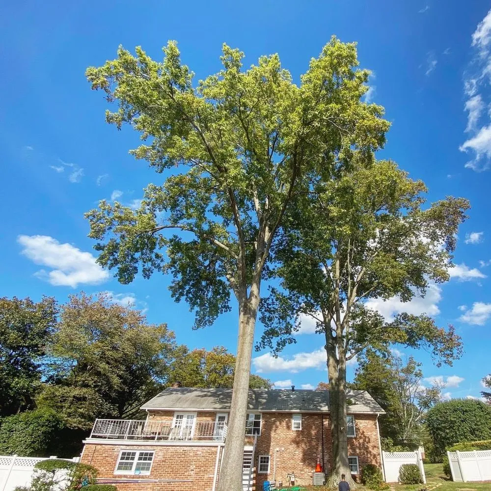 Affordable landscaping services in Chantilly, VA - Grant Brothers Tree Service