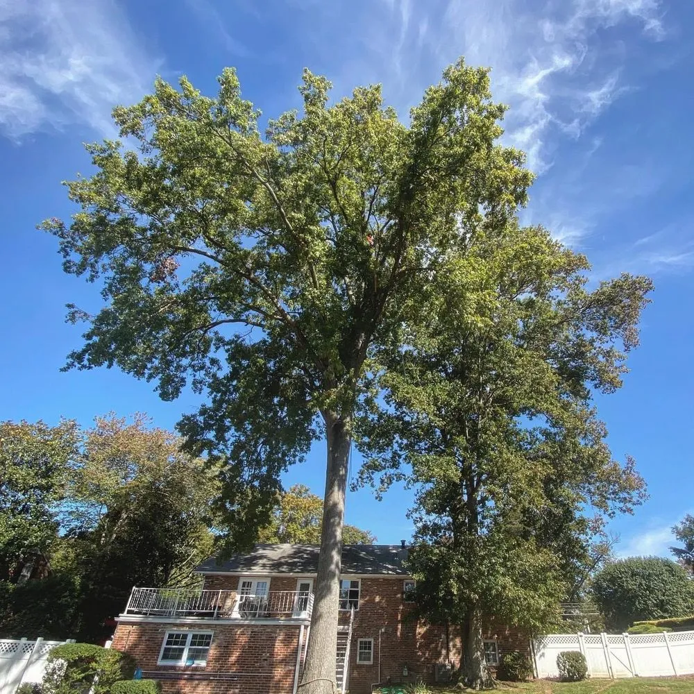 Expert yard maintenance experts serving Chantilly, VA - Grant Brothers Tree Service