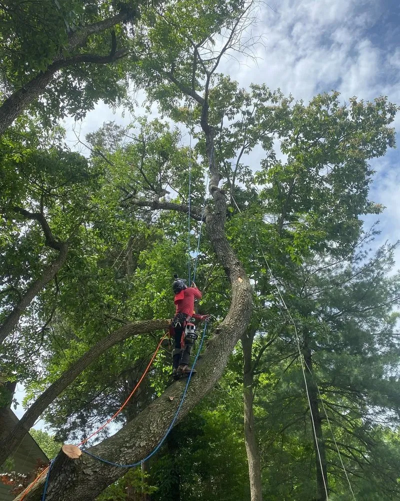 Expert outdoor landscaping in Chantilly, VA by Grant Brothers Tree Service