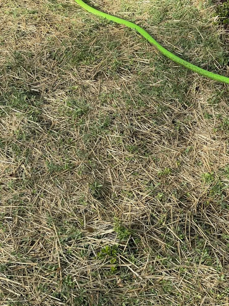 Top-rated residential landscaping for beautiful yards in Windsor, CO by Grant Mountain Work