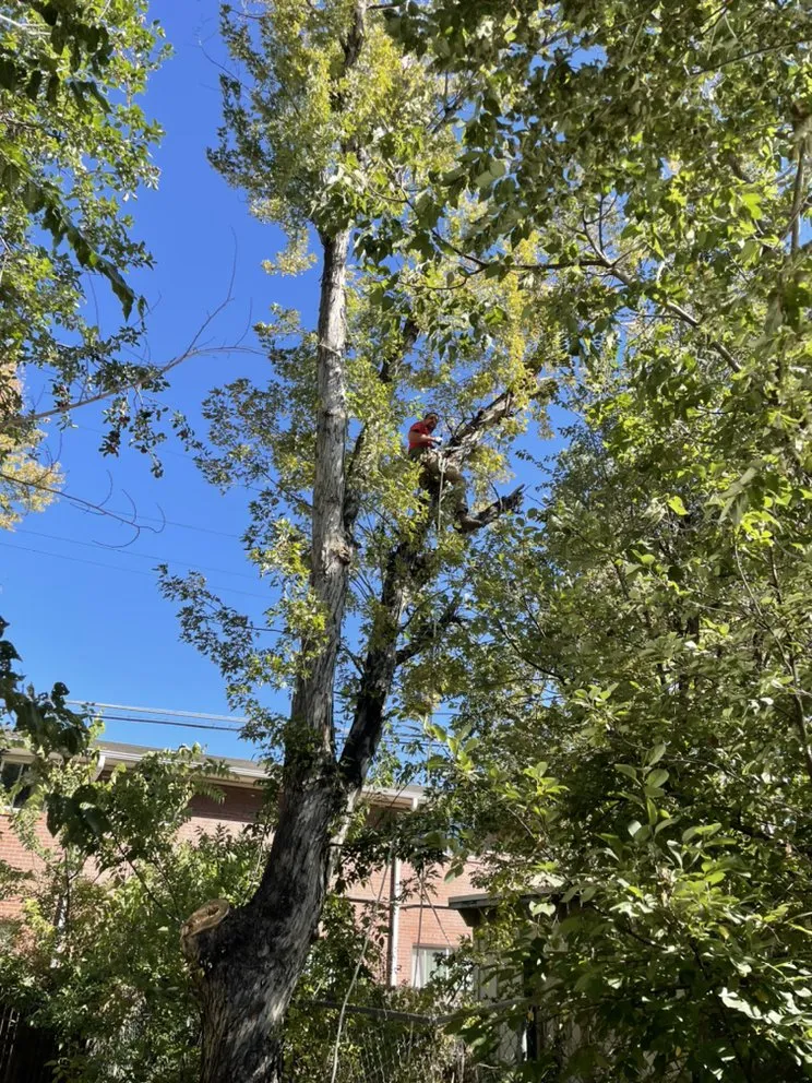 Local yard maintenance for outdoor upgrades across Evergreen, CO - Grant Property Medics