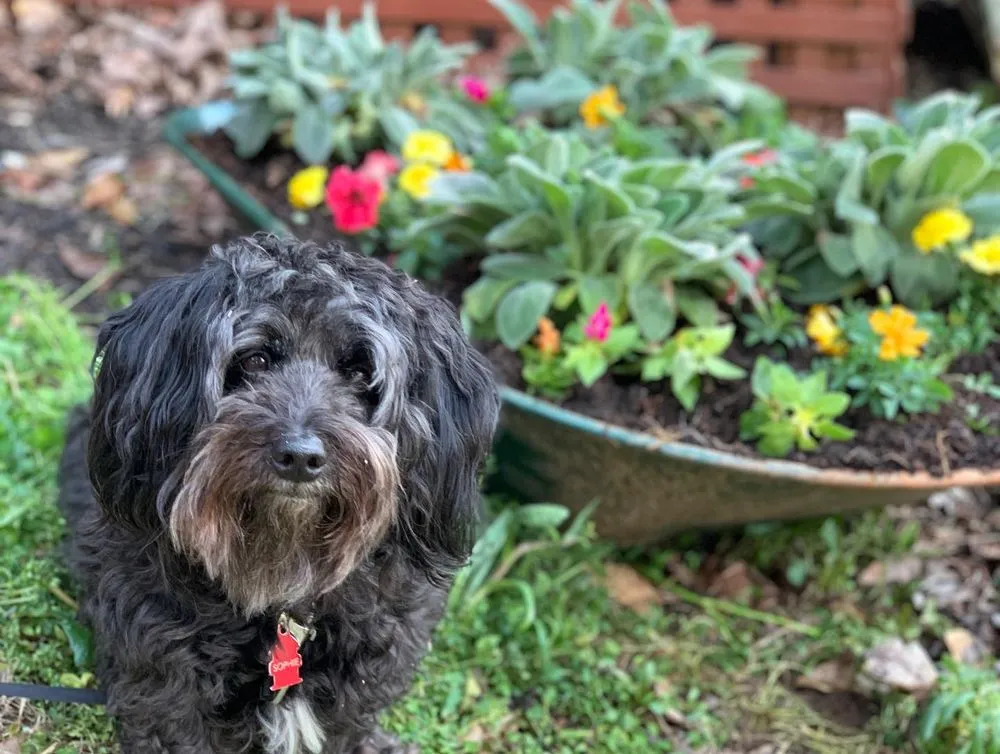 Top-rated outdoor landscaping for homes in Atlanta, GA by Grantlanta Lawn