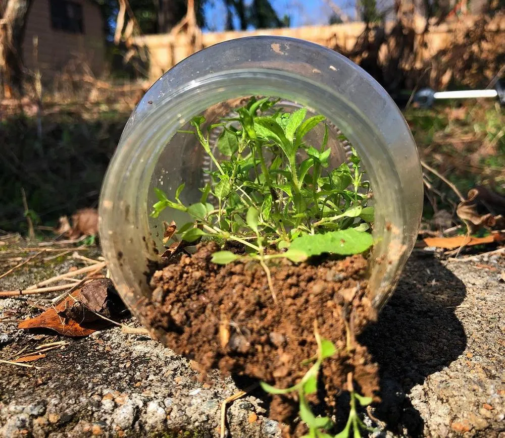 Affordable lawn mowing service in Atlanta, GA by Grantlanta Lawn