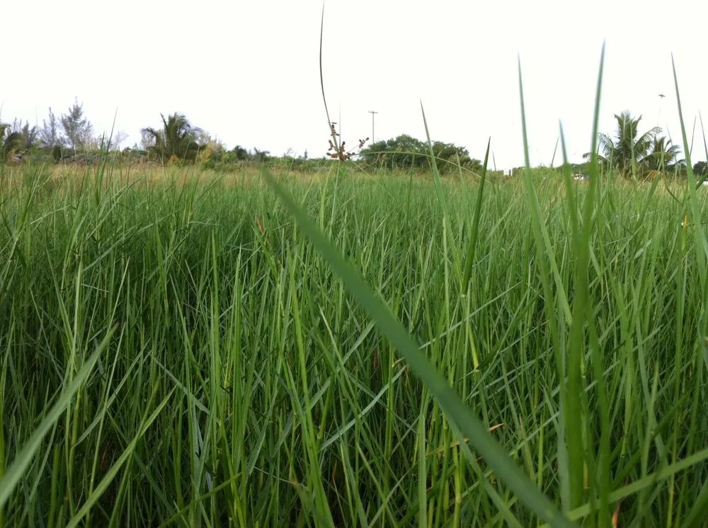 Custom lawn mowing service in Gadsden, AL by GrantsLawnCare