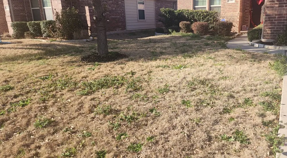 Professional yard maintenance for beautiful yards across Aubrey, TX - Granulawn